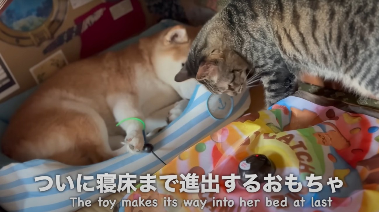 遊ぶ猫のそばで寝ている柴犬