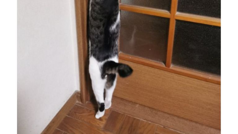 ドアを開ける猫
