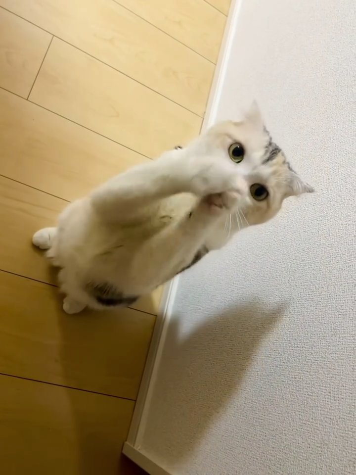 前足をそろえてポーズをとる猫