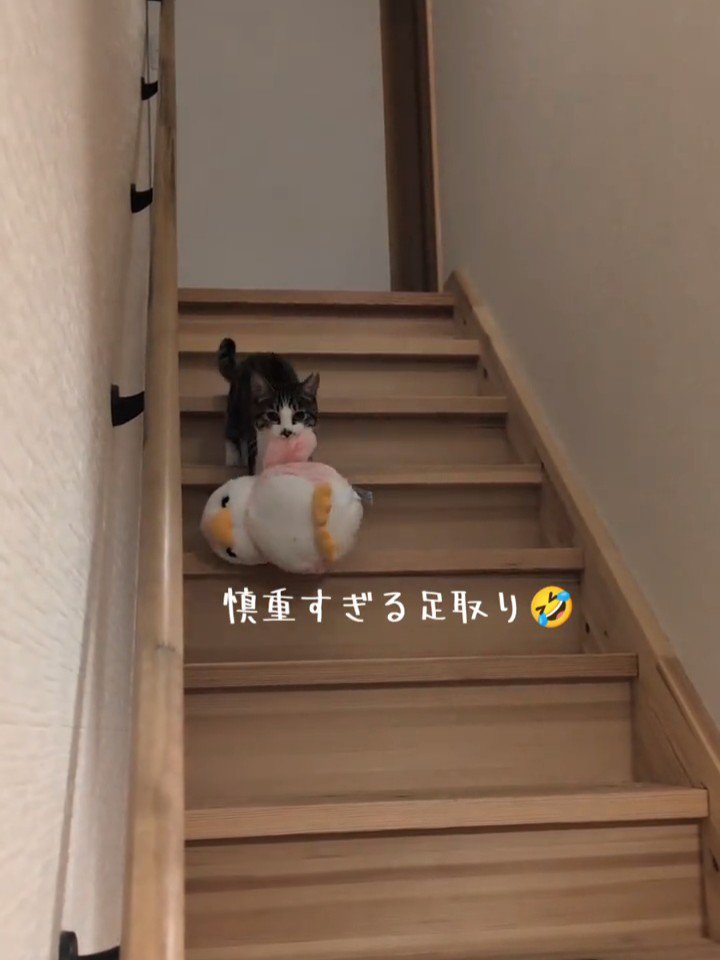 階段を降りる猫