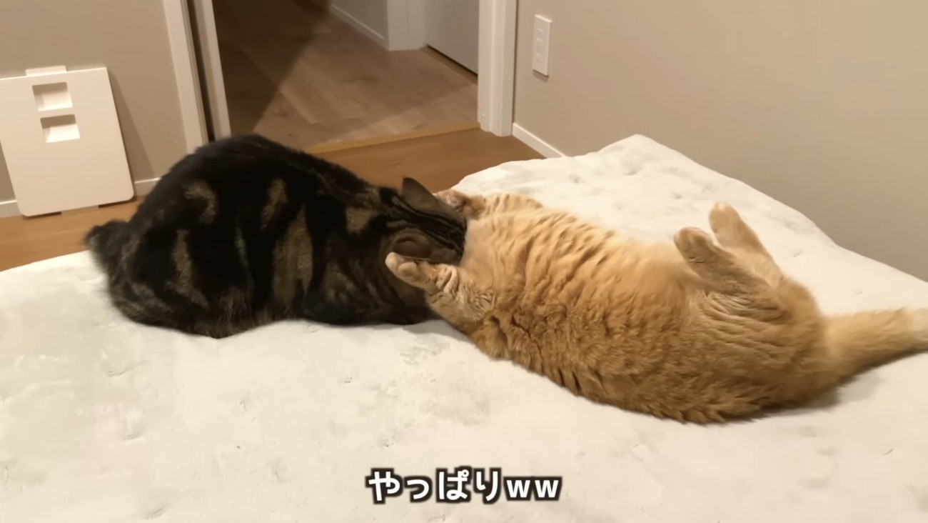 「やっぱりｗｗ」のテロップ写真