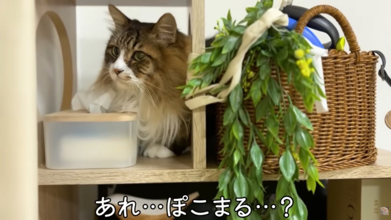 狭いところにいるぽこまる