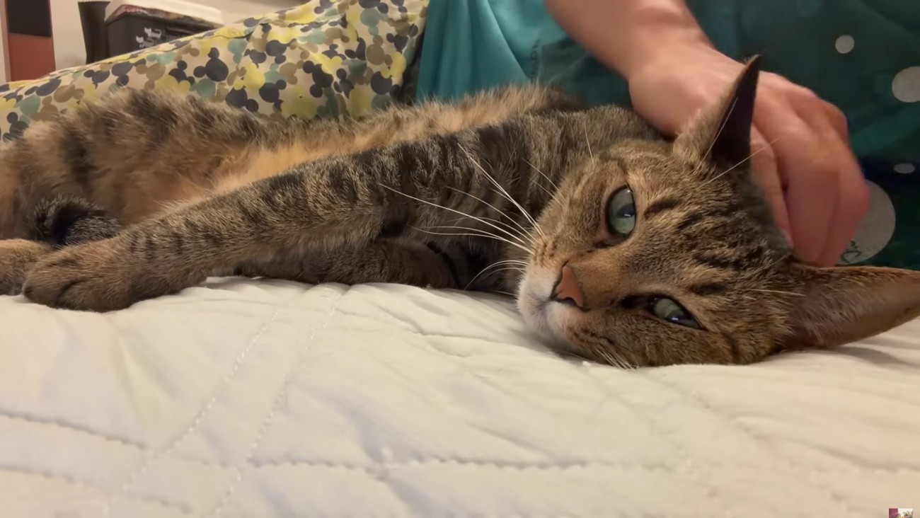 飼い主にくっついて横になりなでてもらっているキジトラ