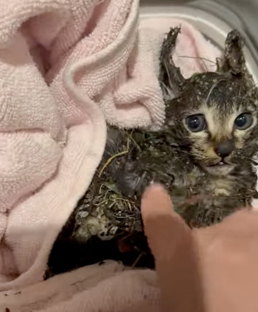 怯えた表情の子猫