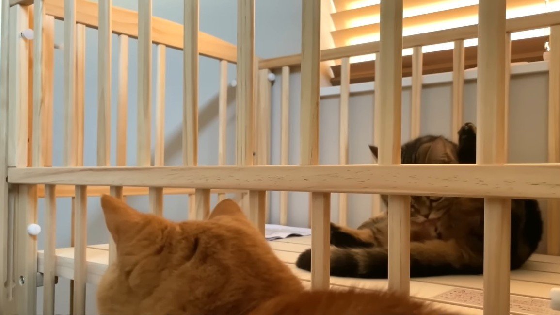 ベッドの中で毛づくろいをするメルくん