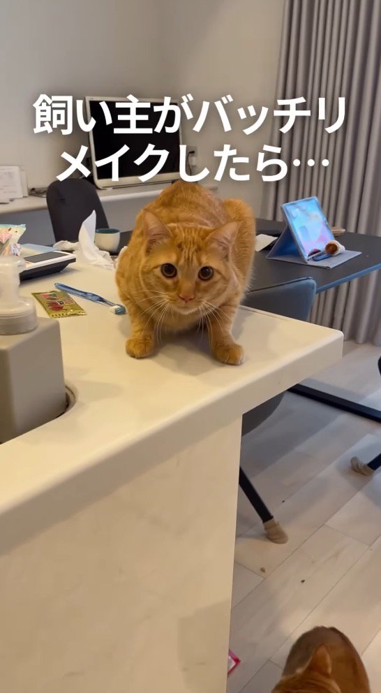 帰宅した飼い主を見つめる猫