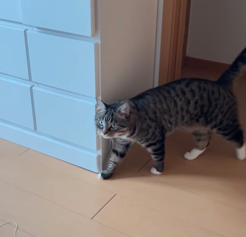 歩いてくる猫