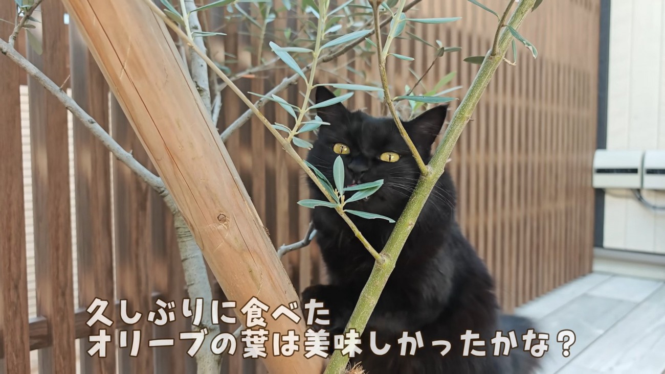 オリーブの葉を食べるモカちゃん