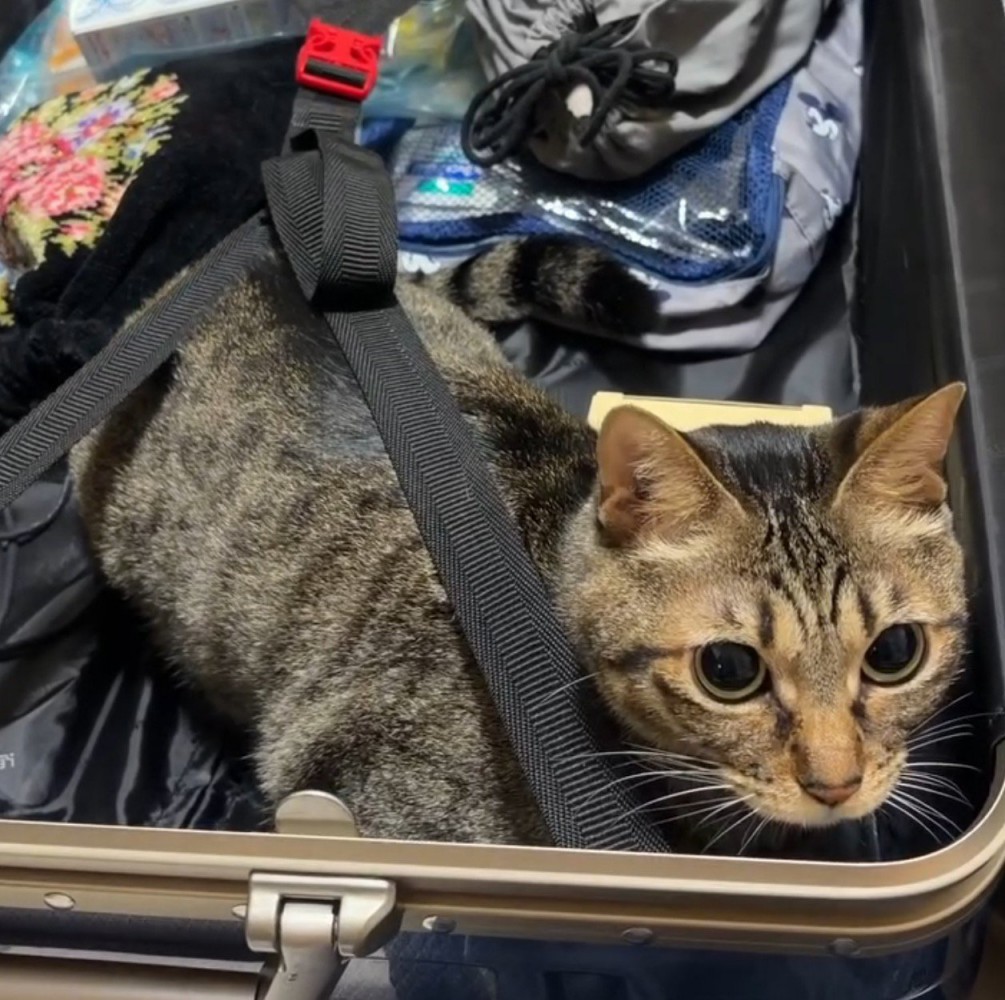 キャリーバッグの隅に座るキジトラ猫