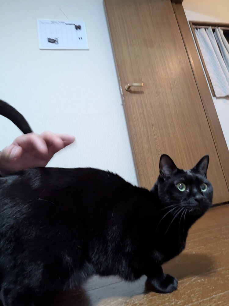 おしりを叩いてもらう黒猫