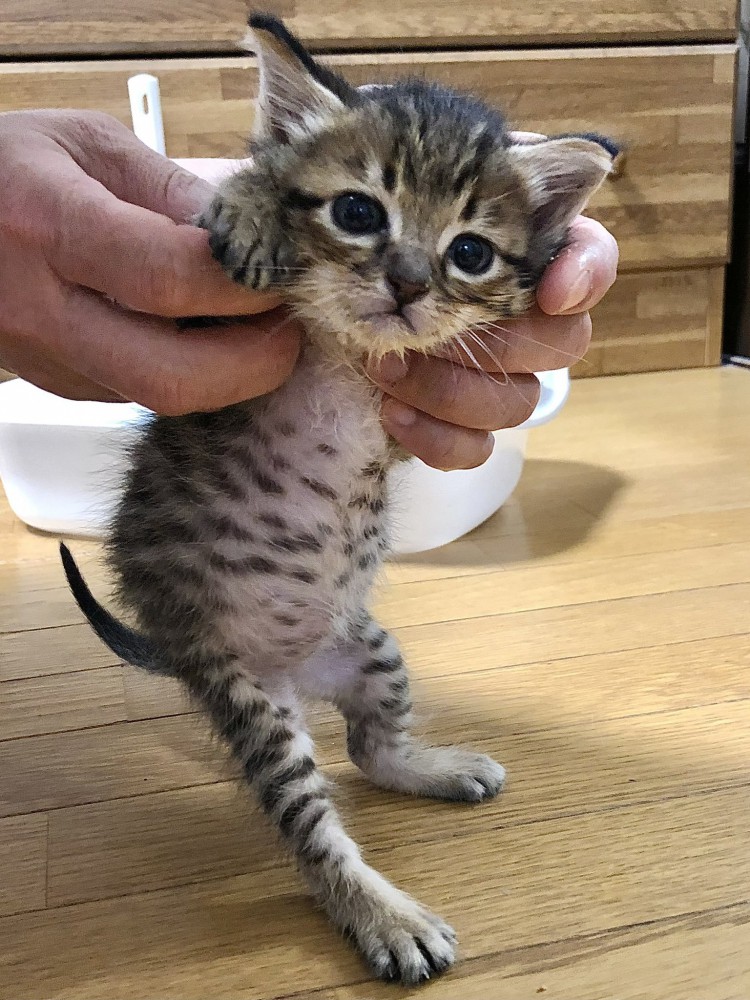 立つ子猫