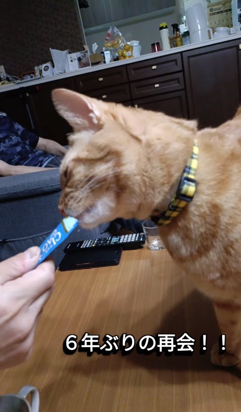 ちゅーるをもらっている猫