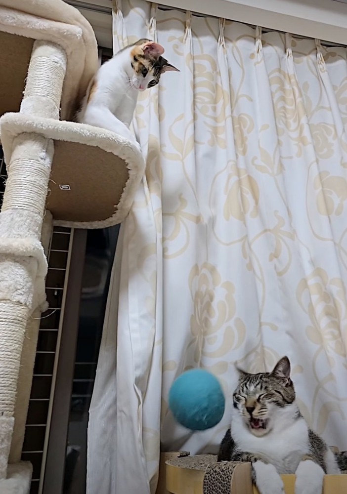 ボールが当たった猫