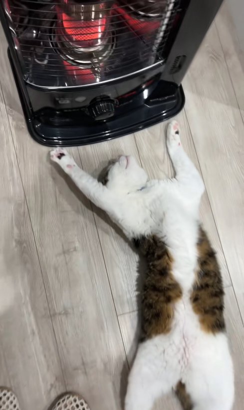 ストーブの前でひっくり返っている猫のややアップと飼い主の両足