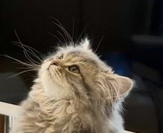 天井を見つめる猫