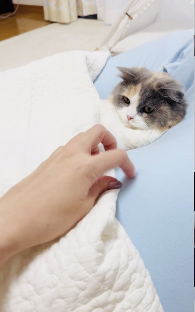 クッションでくつろぐ子猫