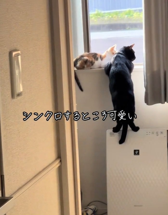 ニャルソックする2匹の猫