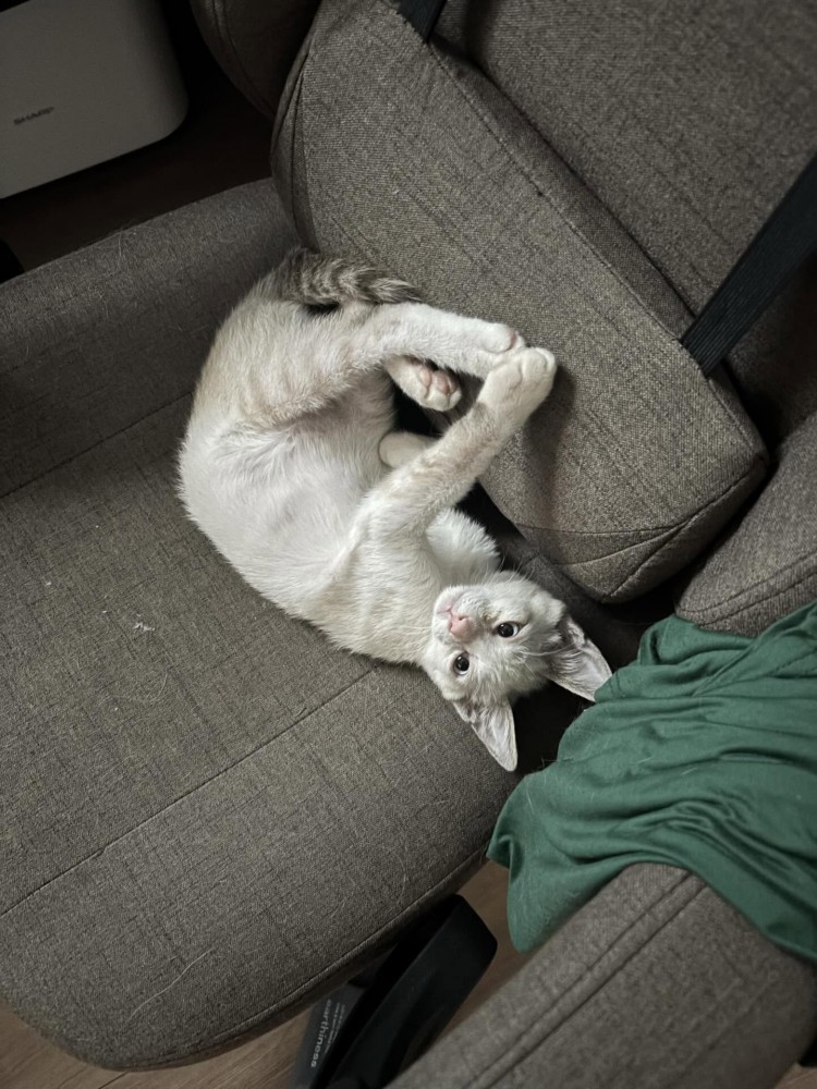 寝転がっている猫