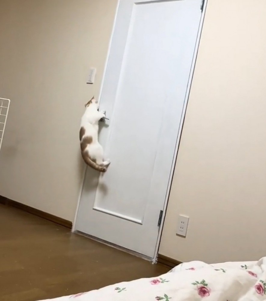 必死な猫