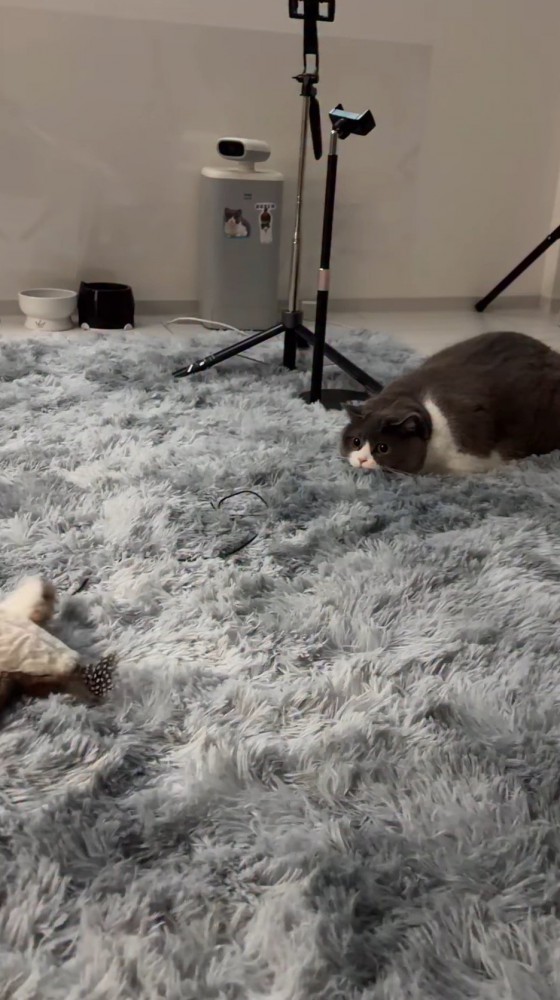 少し離れた場所に落ちている鳥のオモチャを見つめる猫