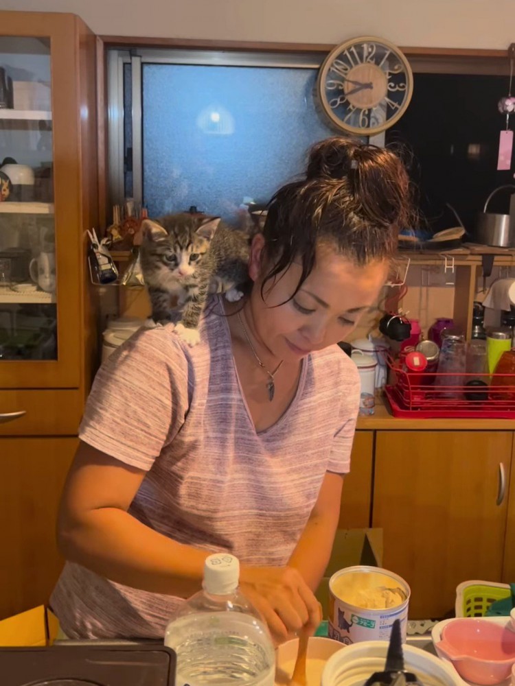 人の肩に乗る子猫