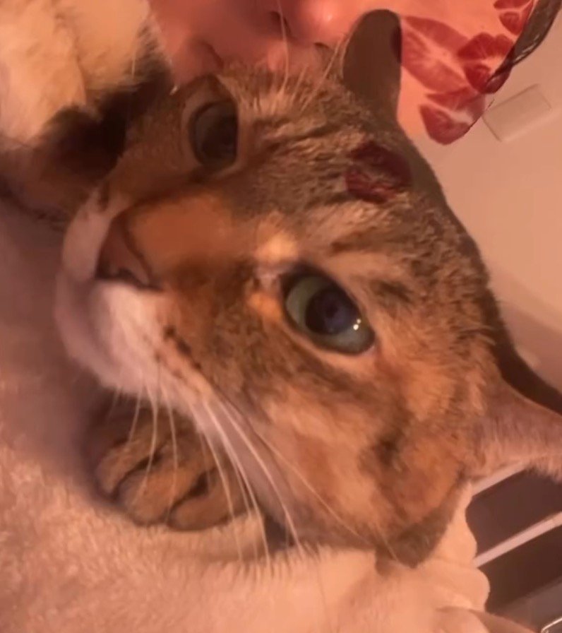 飼い主の咳を聞いて耳を後ろに倒す猫