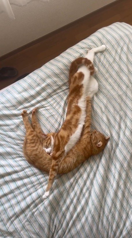 体をくっつけて眠る2匹の猫