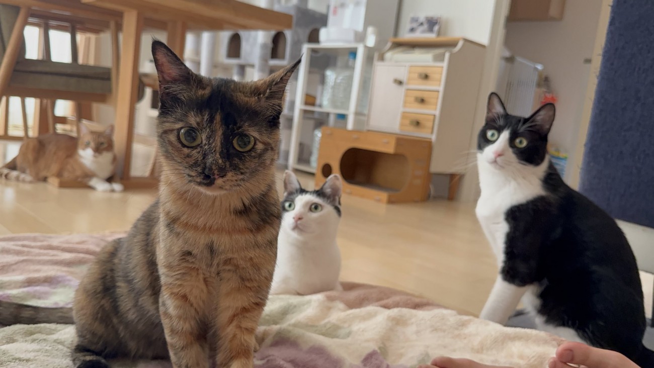 座ってカメラ目線の猫と写りこんでいる3匹の猫