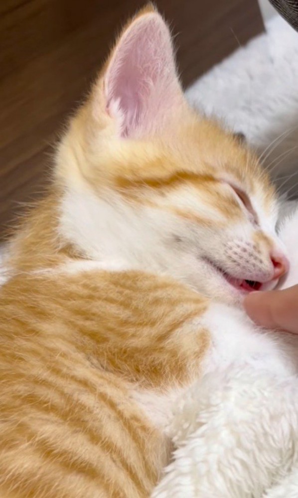 飼い主のそばで眠る子猫