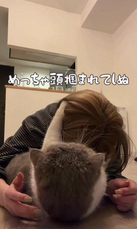飼い主の頭をつかむ猫