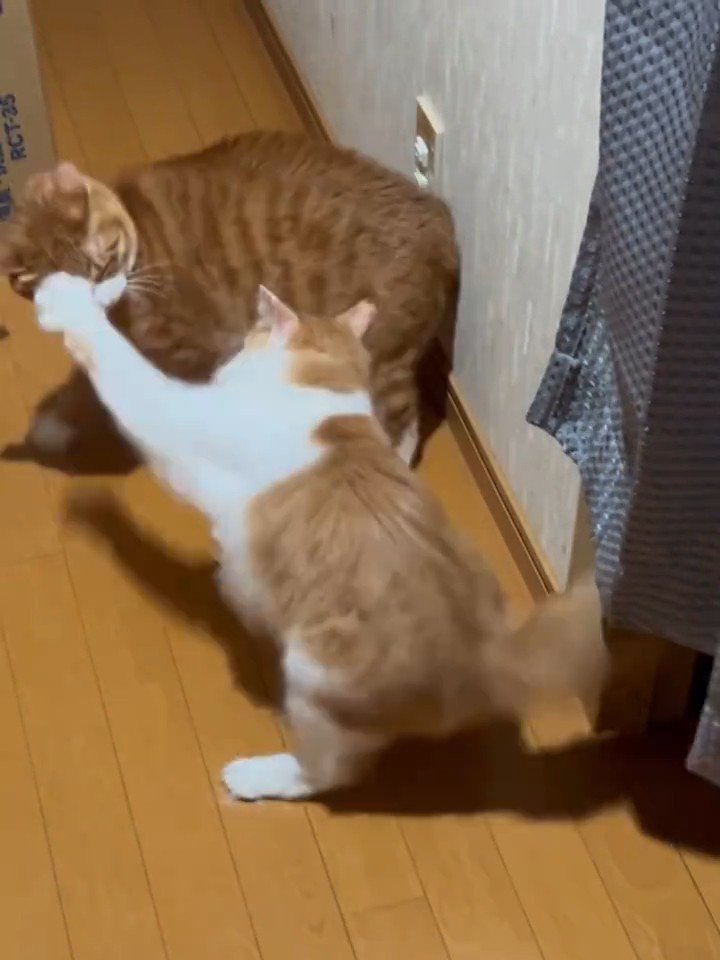 猫パンチされる猫