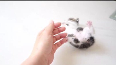 人の手と遊んでいる子猫