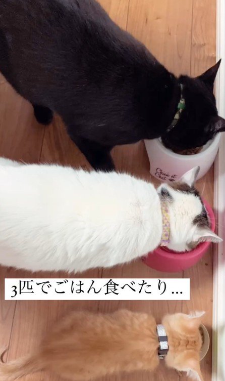 ごはんを食べる3匹の猫