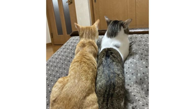 猫の後ろ姿