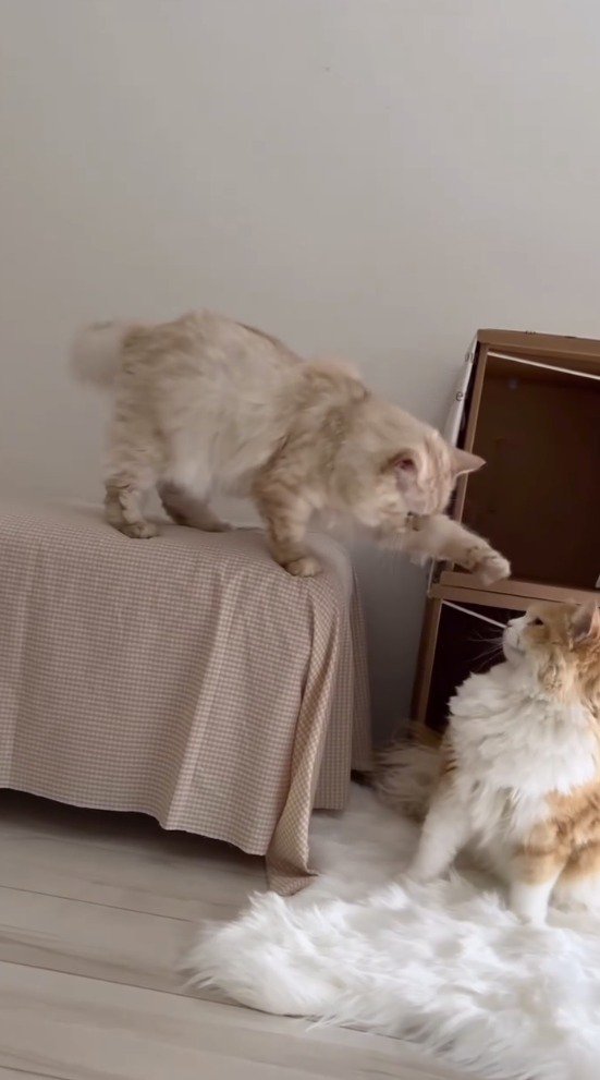 後輩猫にパンチしようとする先輩猫