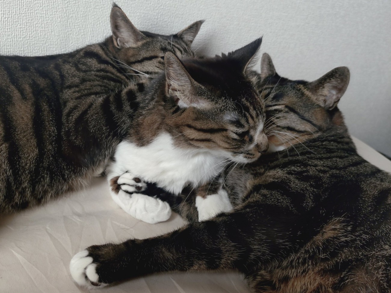 母猫の両サイドから息子たちが顔をくっつけている様子