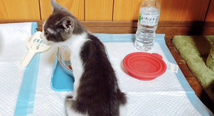 ウェットフードを食べる子猫