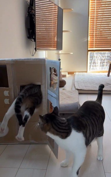 段ボールハウスの中に入ろうとしている猫とそれを見ている猫
