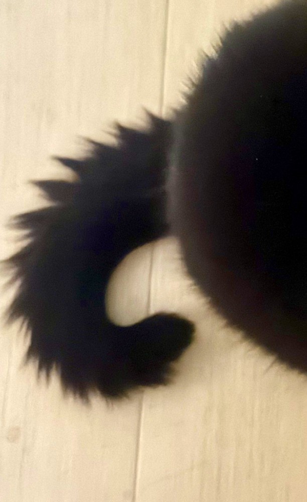 しっぽのアップ