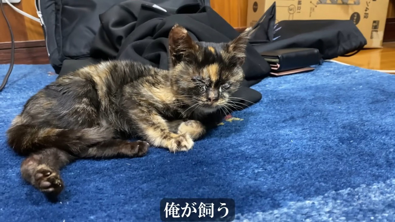 寝そべる子猫