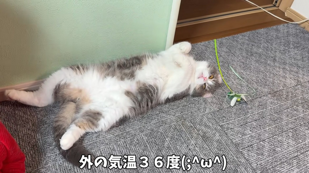 へそ天する猫