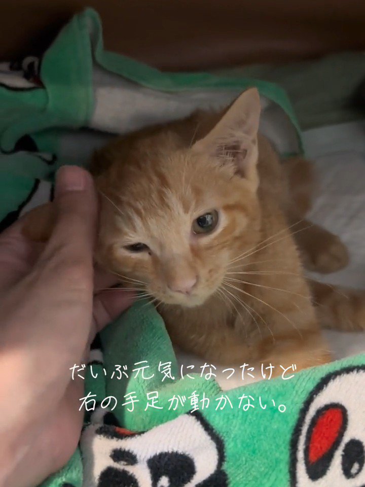 横になる子猫