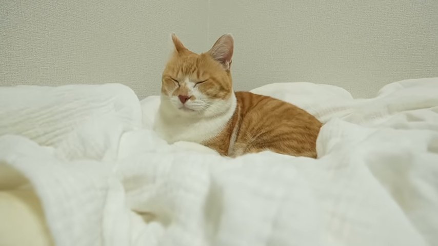 布団に乗って寝る猫