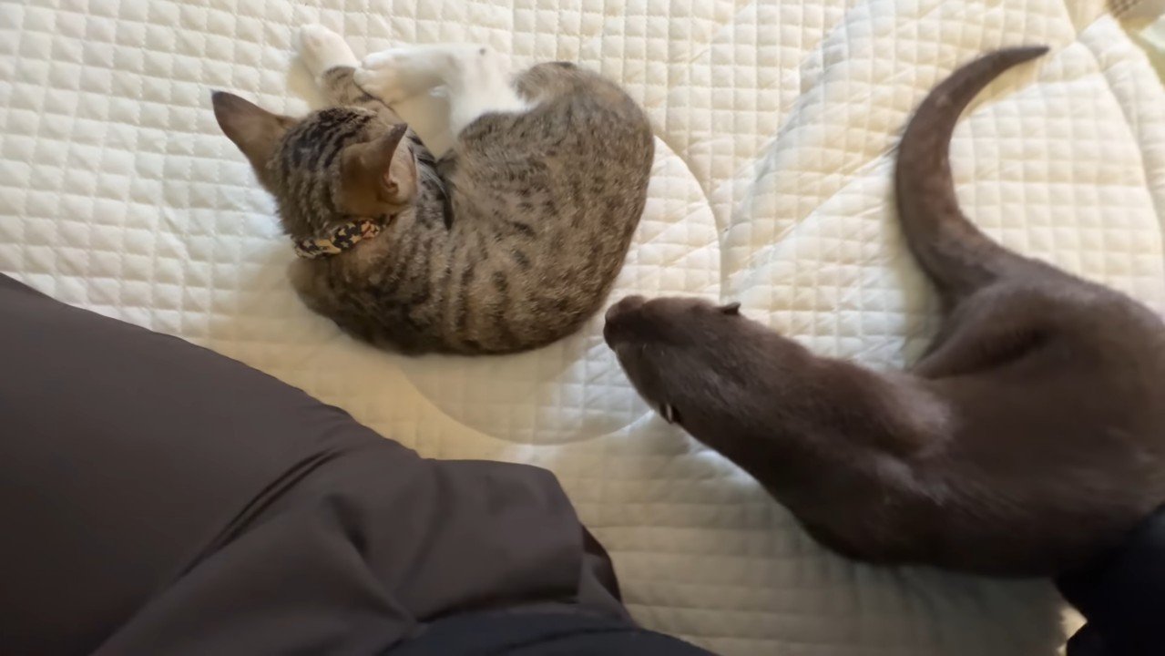 近づくさくらちゃん