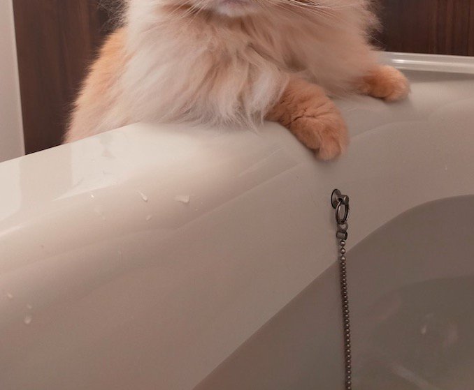 浴槽の縁に前足を乗せる猫