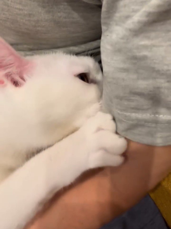 人の腕にしがみつく猫