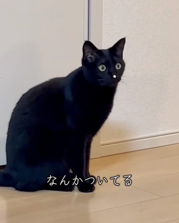 止まる猫