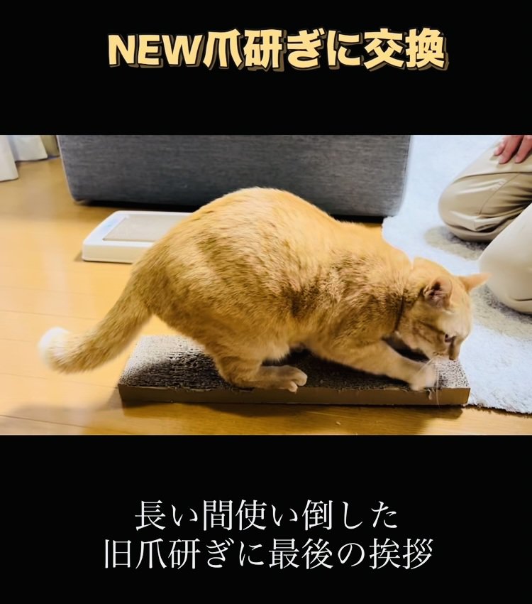 古い爪研ぎで爪を研ぐ茶トラ猫