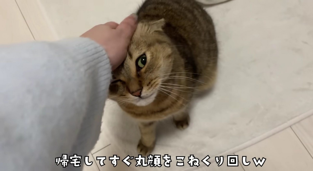 飼い主さんにさっそく撫でられるみにらくん