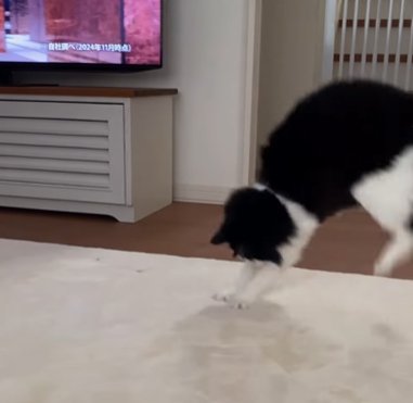 画面の向かって右端で跳び上がる猫